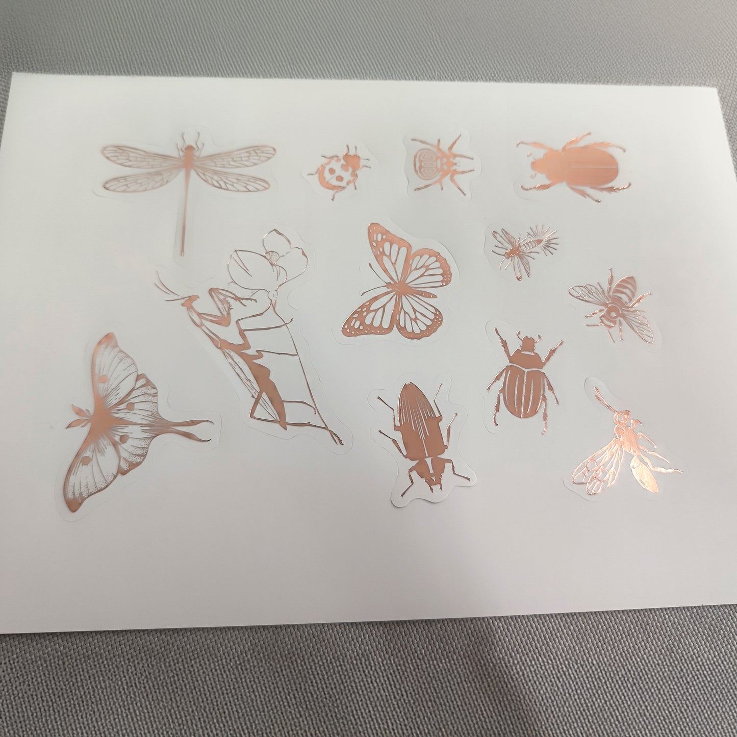 Van Dieman's 2025 Boxed Collection