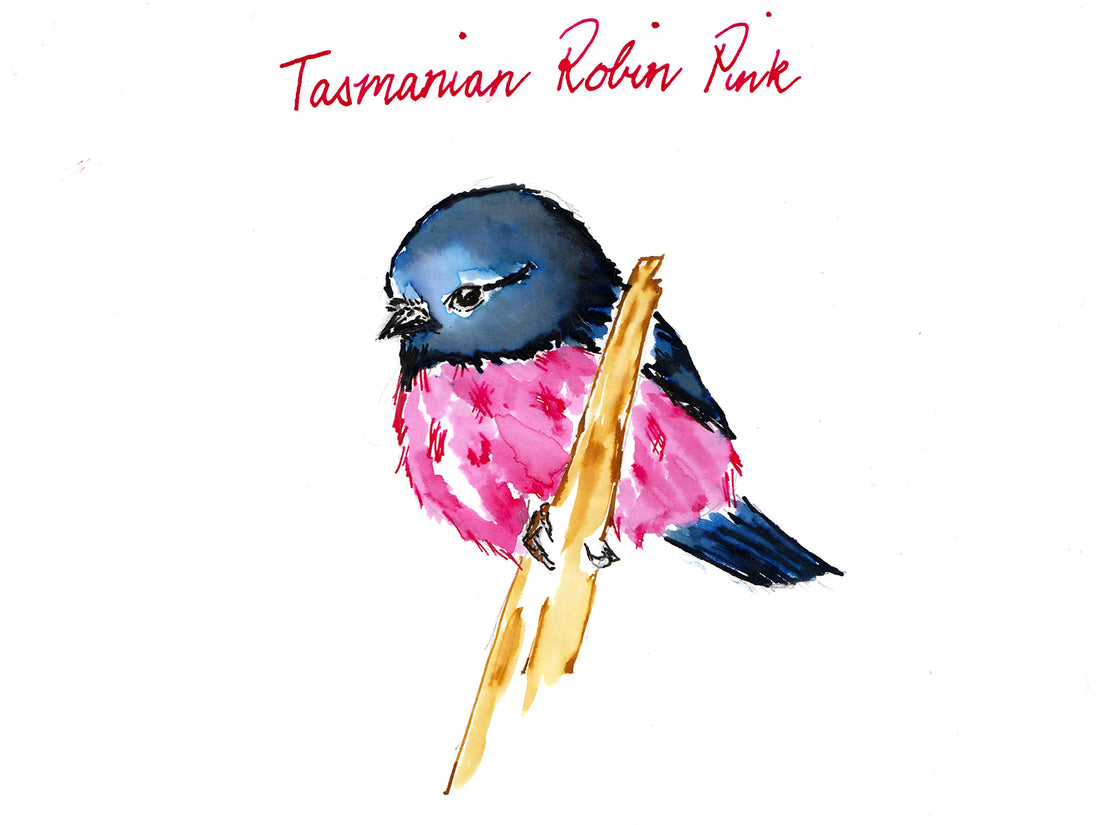 A Pink-Breasted Robin in Tasmanian Robin Pink