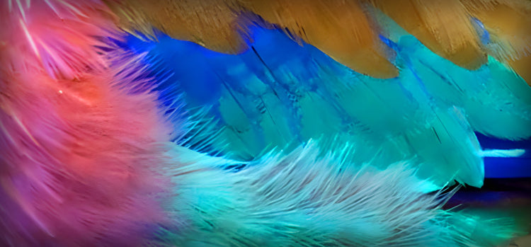 Lilac-Breasted Roller