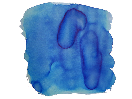 Van Dieman's Tassie Seasons (Spring) Native Cornflower - 40ml Fountain Pen Ink